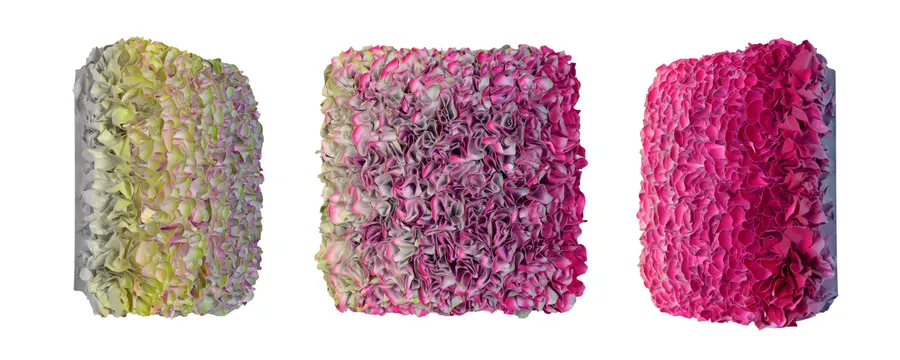 Flowerbed Colorchange, B22227- M20 &mdash; Zhuang Hong Yi