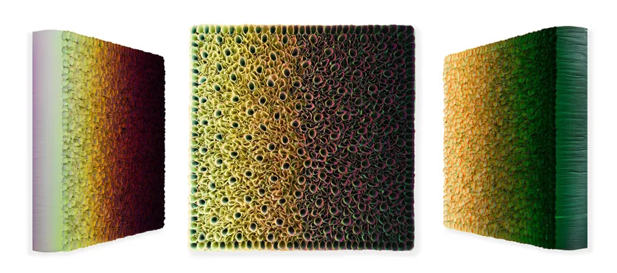 Flowerbed Colorchange, B12520 &mdash; Zhuang Hong Yi