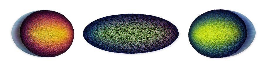 Flowerbed Colorchange, B32453-O &mdash; Zhuang Hong Yi