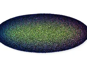 Flowerbed Colorchange, B32453-O