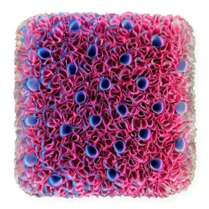 Flowerbed Colorchange, B12622