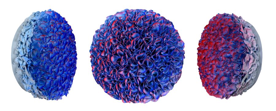 Flowerbed Colorchange, B23022 &mdash; Zhuang Hong Yi